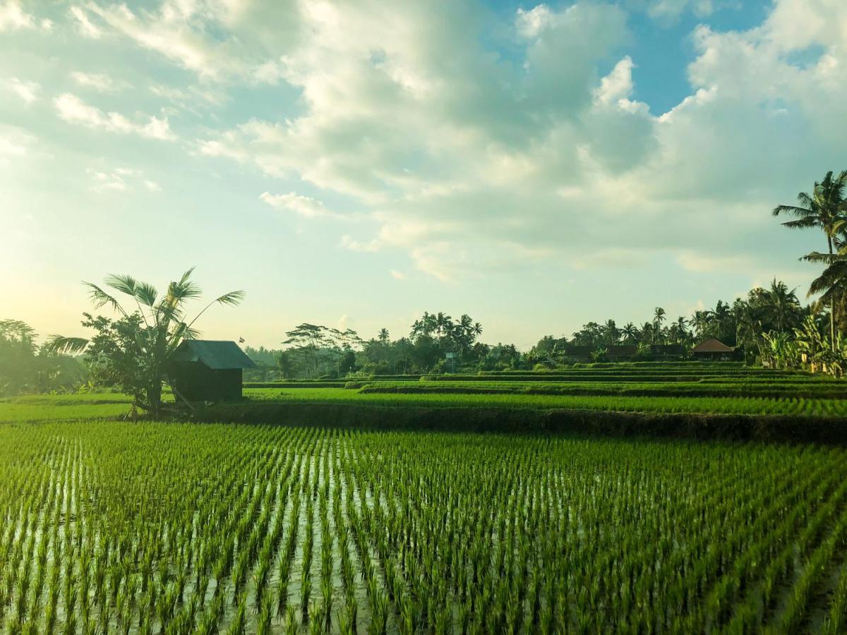 Rayshiva Homestay Ubud Buitenkant foto